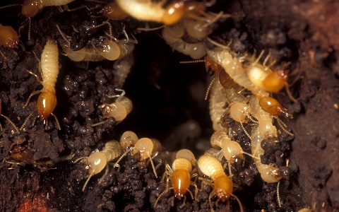 Termitas de Formosa, el insecto invasor mÃ¡s daÃ±ino del mundo.